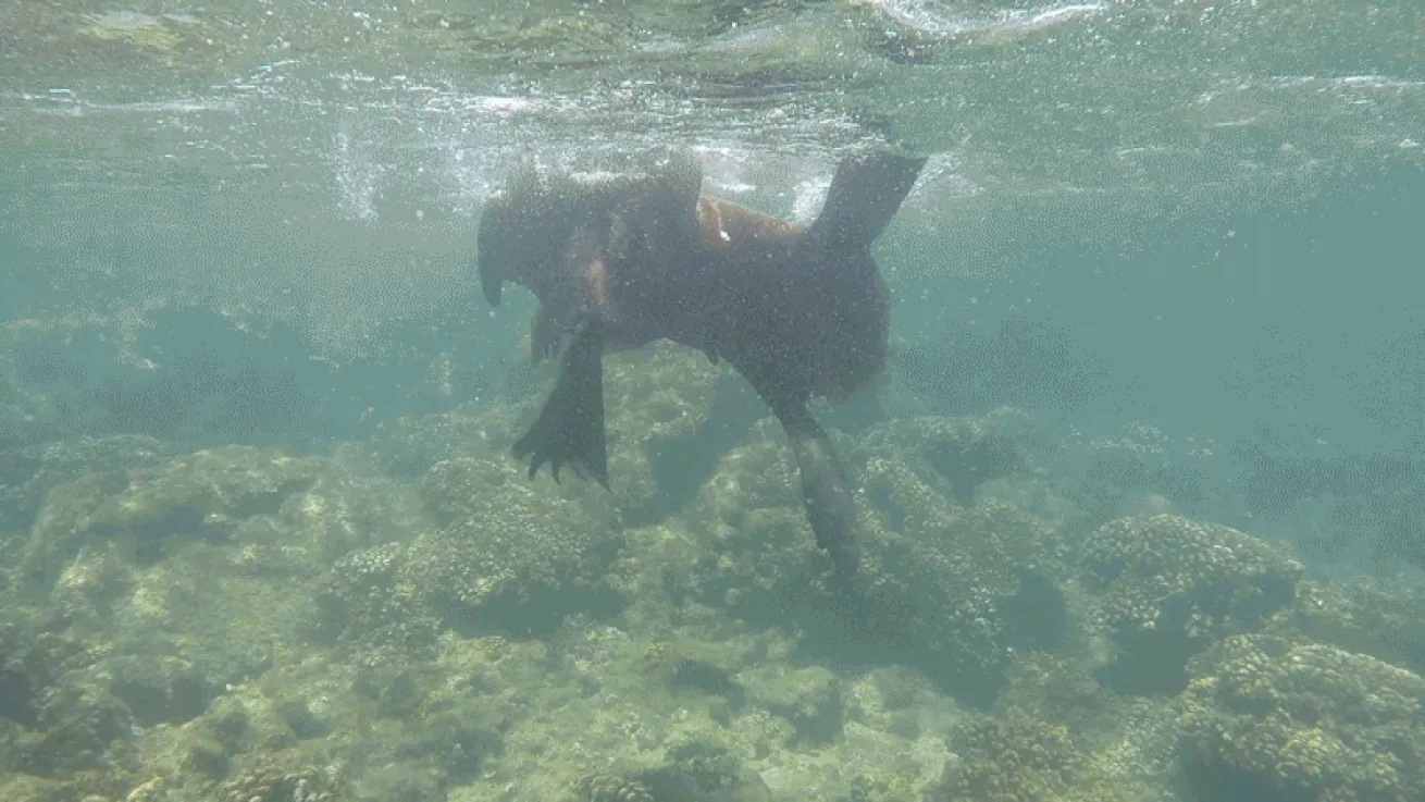 sea lion playing video