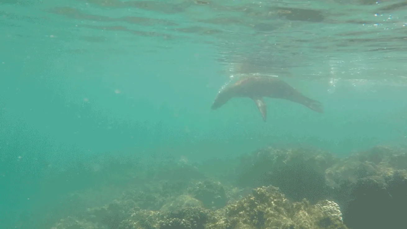 sea lion playing video