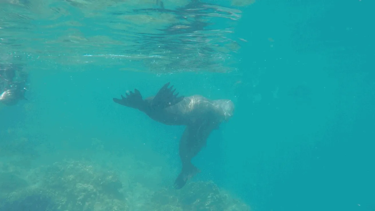 sea lion playing video