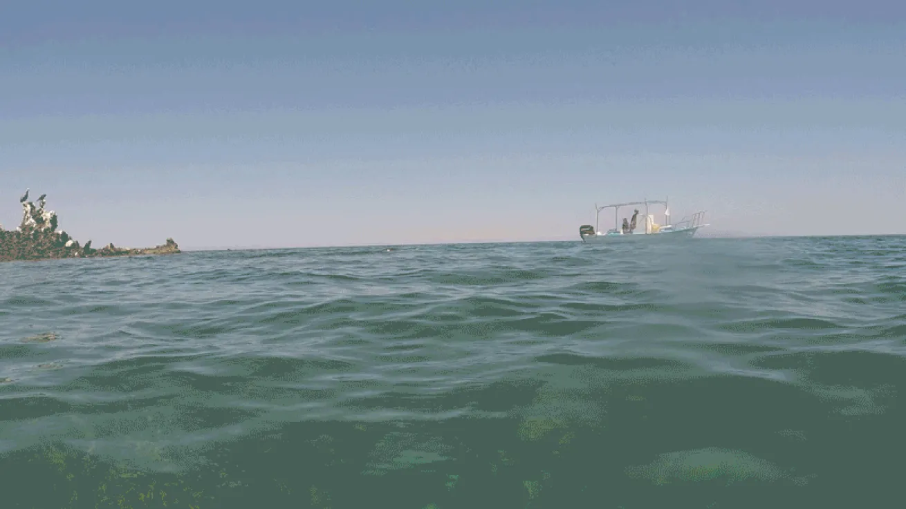 sea lion playing video
