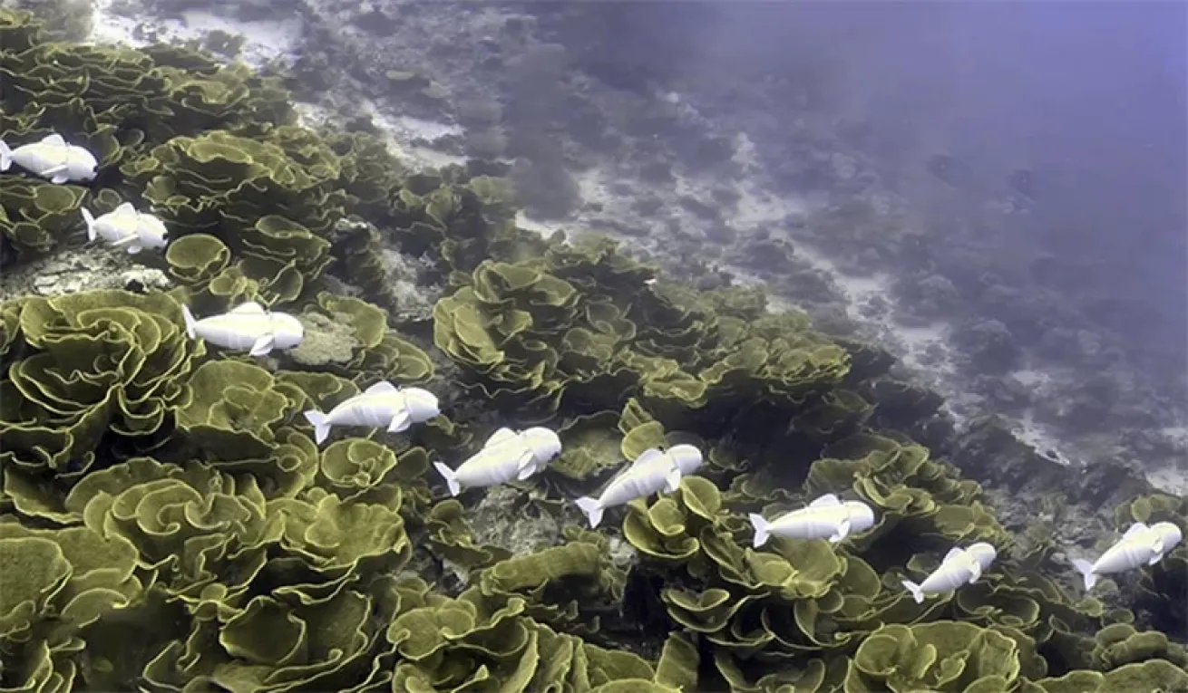 sofi robotic fish
