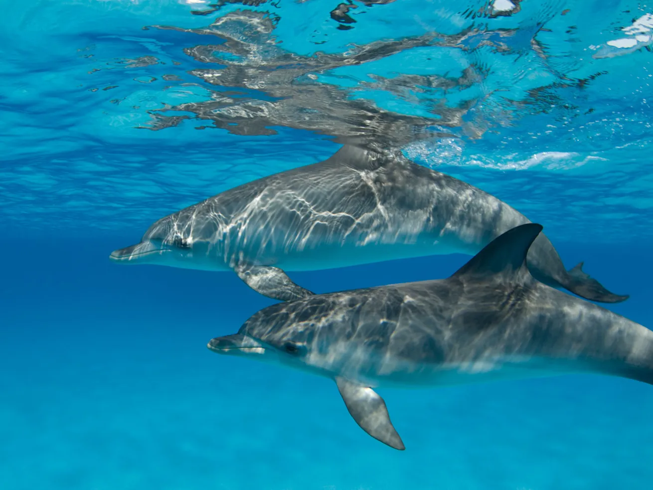Dolphins Underwater in Caribbean 