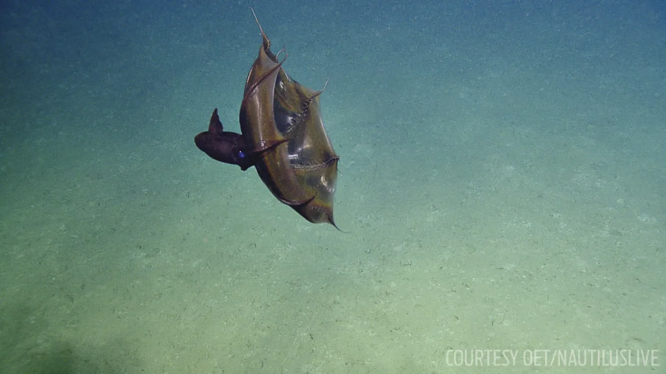 vampire squid nautilus video