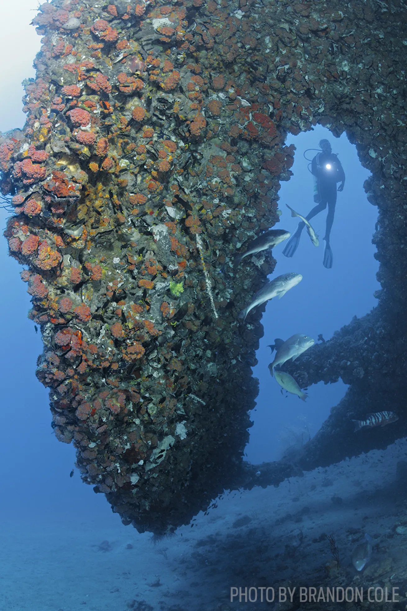 australia shipwreck ss yongala scuba diving