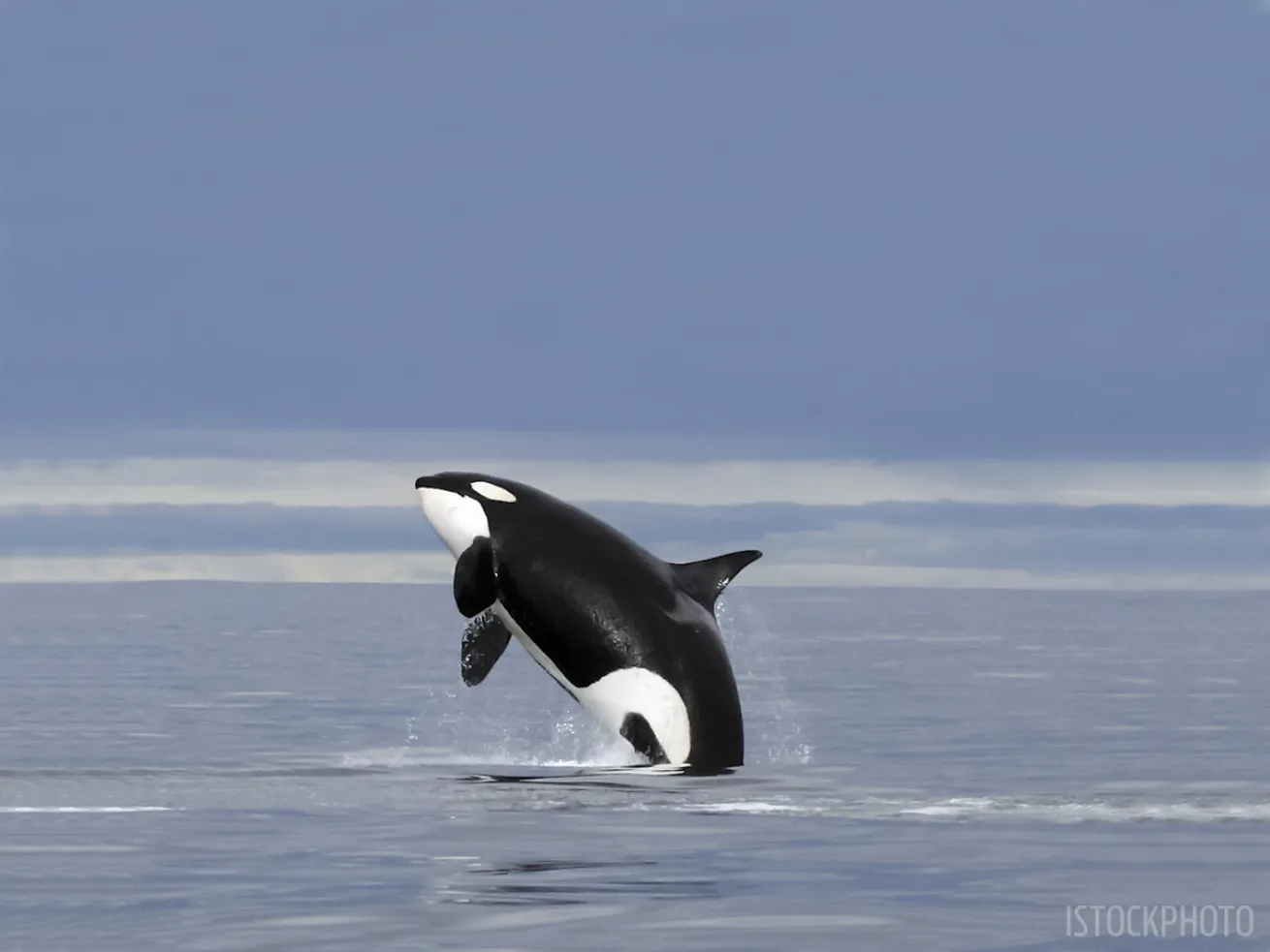 orca jumping