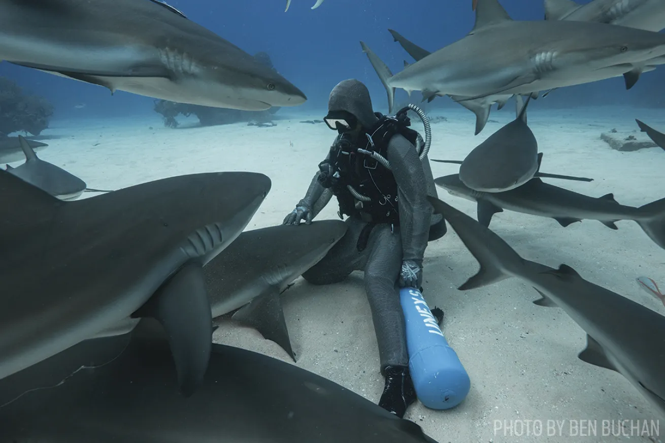 cristina zenato dives with sharks in bahamas 