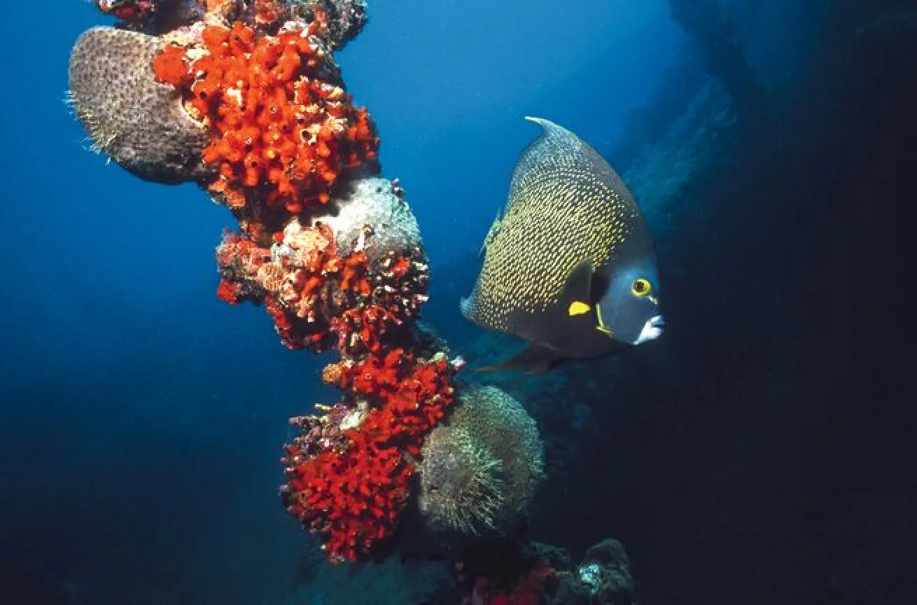 No. 3 Aruba