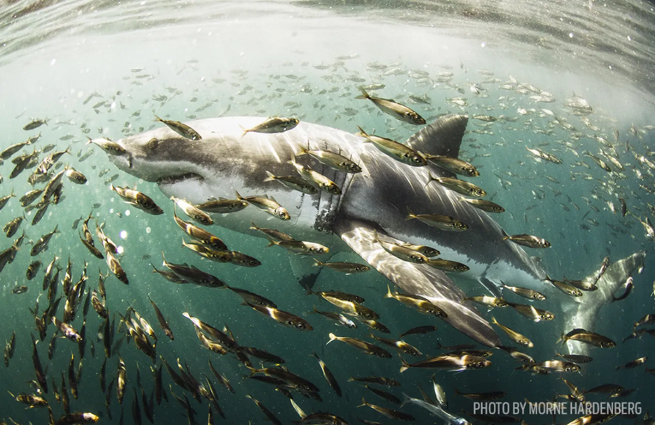 great white scuba diving south africa 