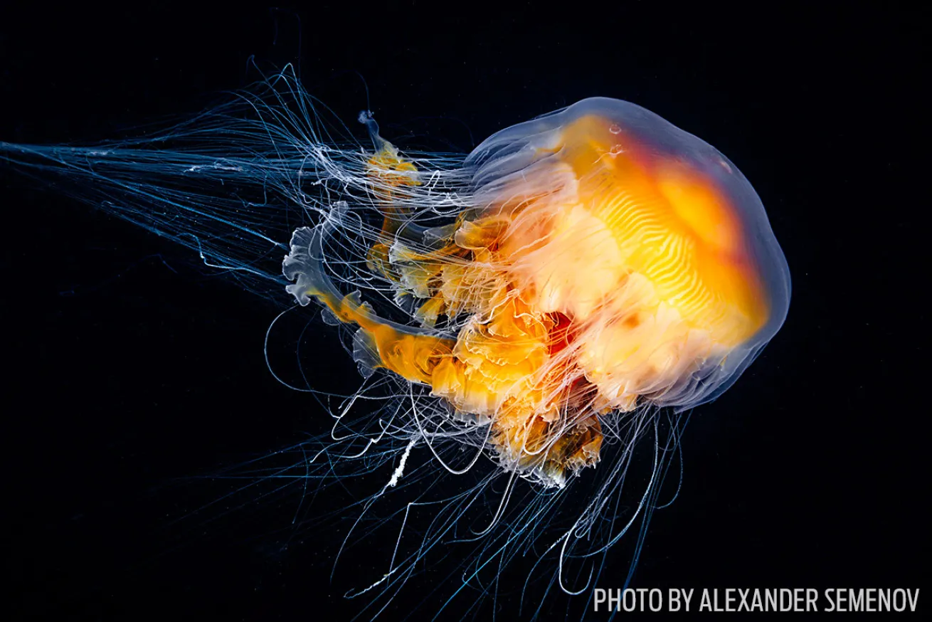 jellyfish underwater photography 