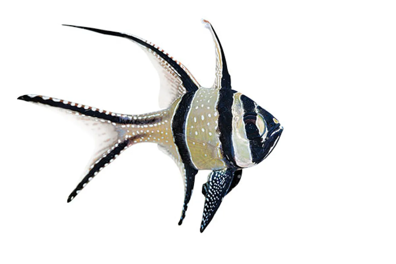 Banggai cardinalfish