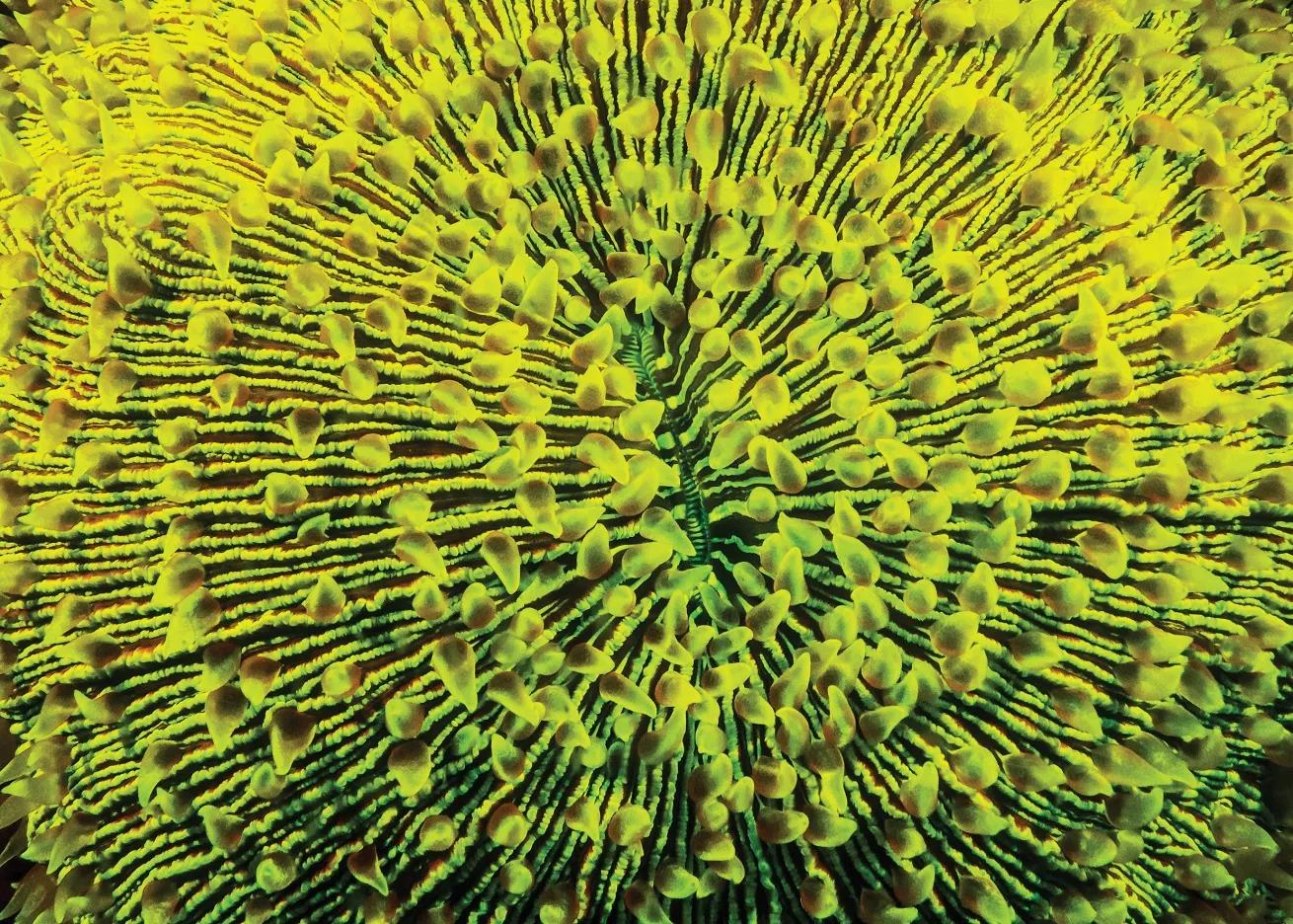 mushroom coral