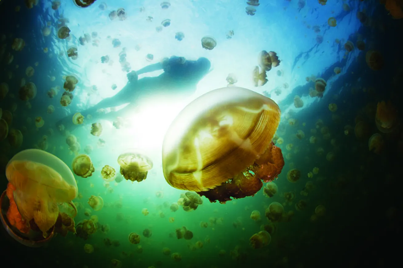 snorkeling in Palau in jellyfish lake