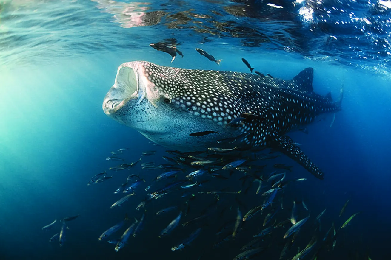 Snorkeling in Mexico: Whale Sharks in La Paz, Mexico