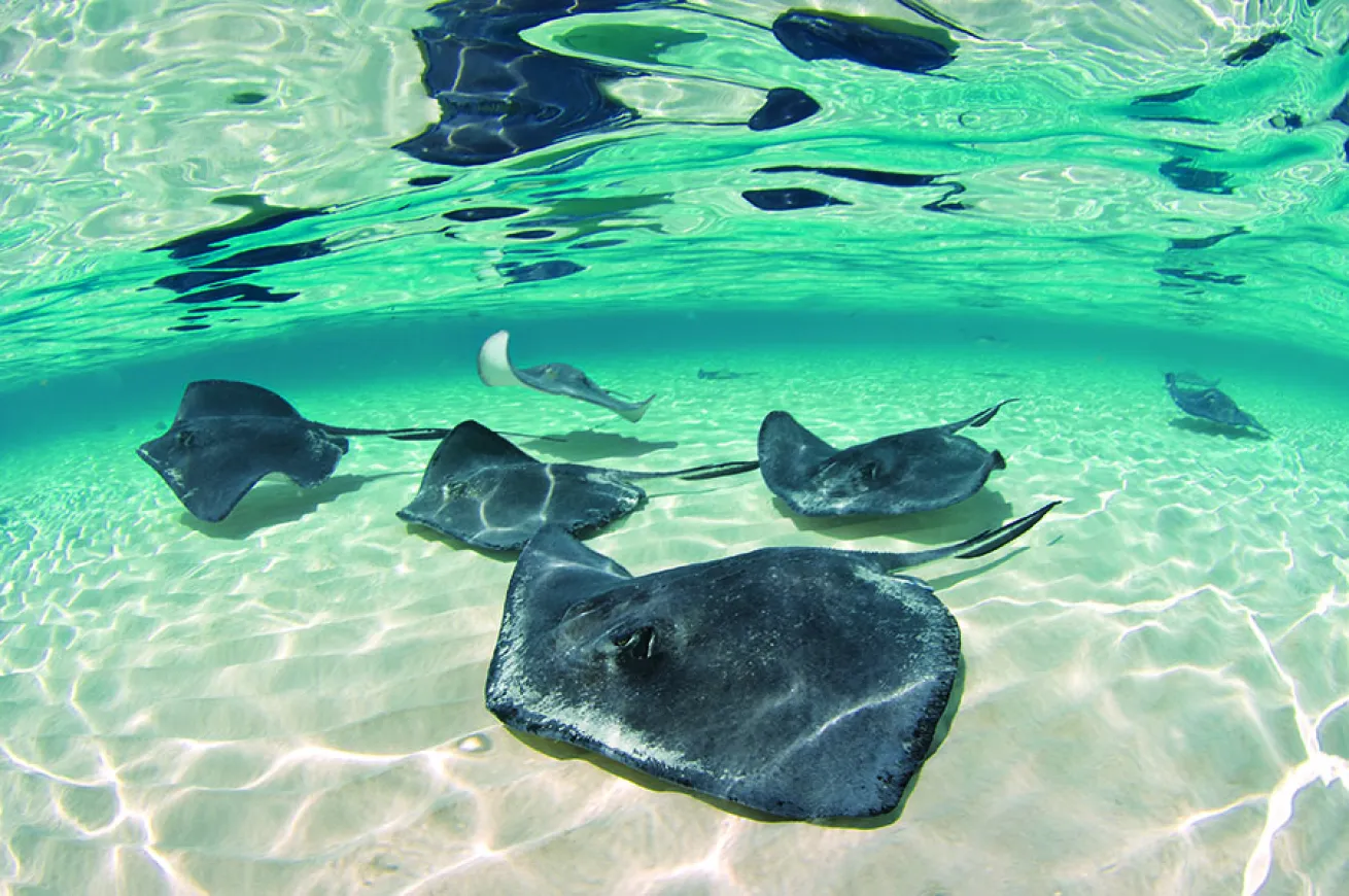 Stingrays in Sandbar, Grand Cayman