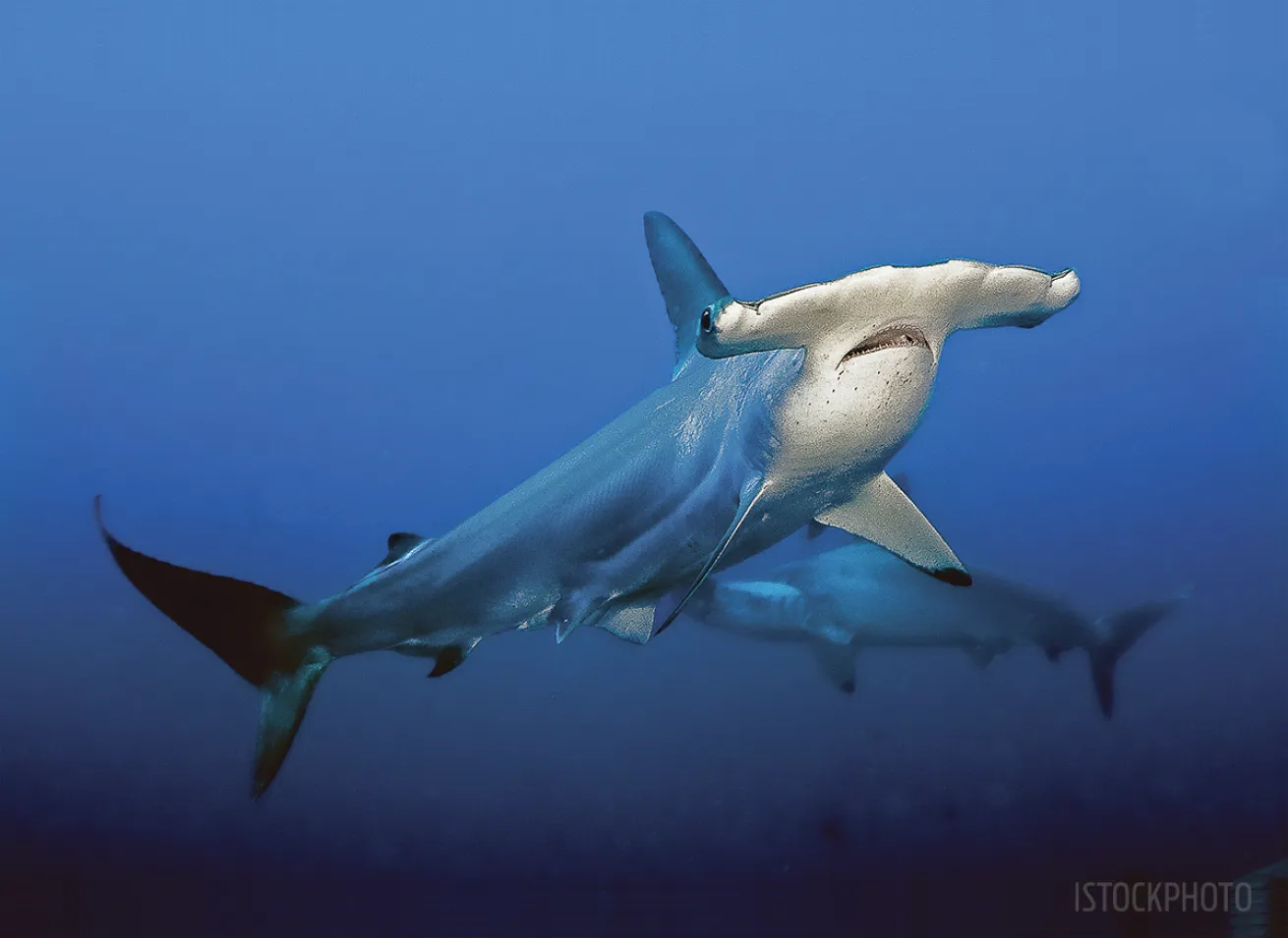 Hammerhead Galapagos 