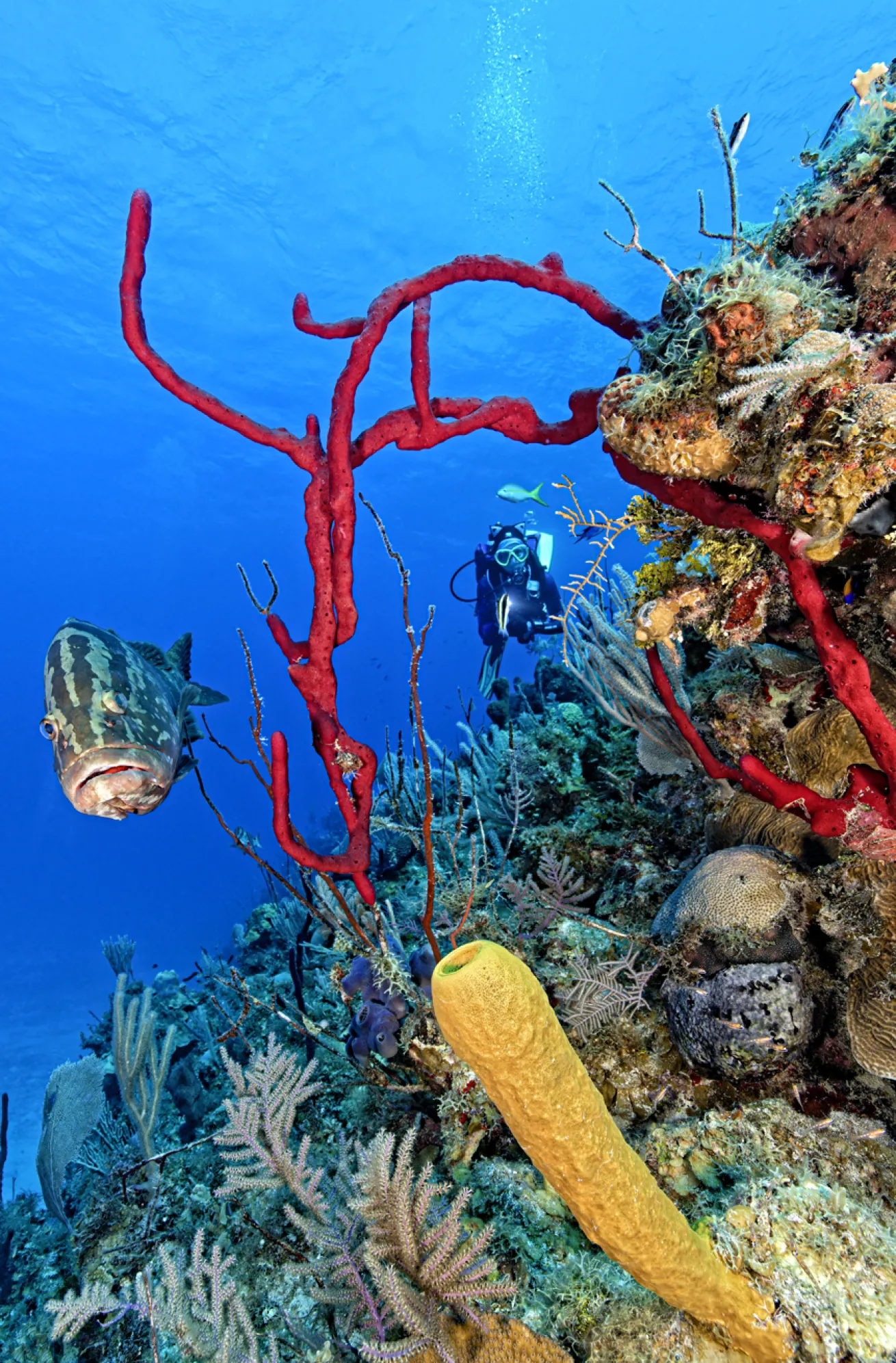 A diver explores the colorful reefscape alongside a curious Nassau grouper.