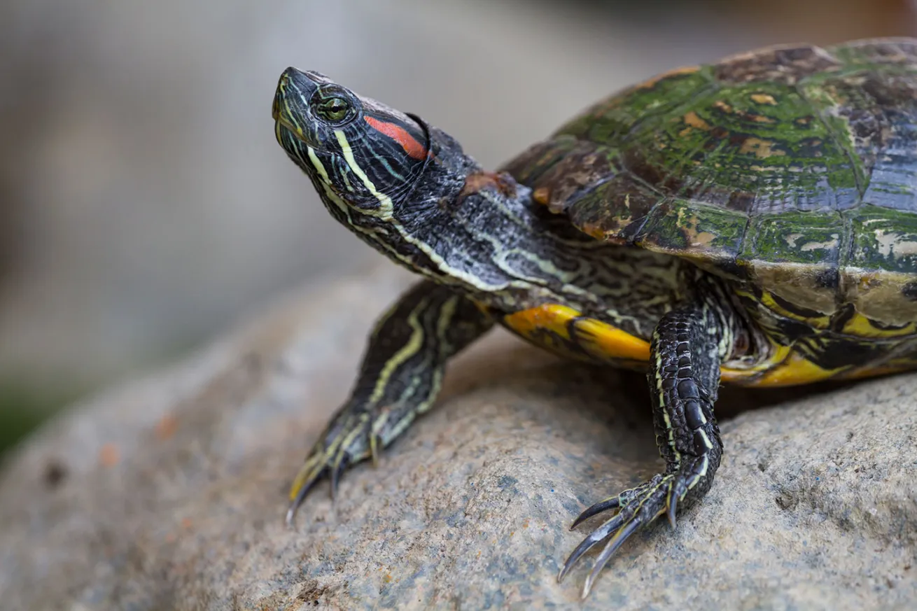 terrapin