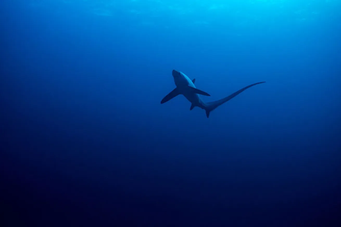thresher shark