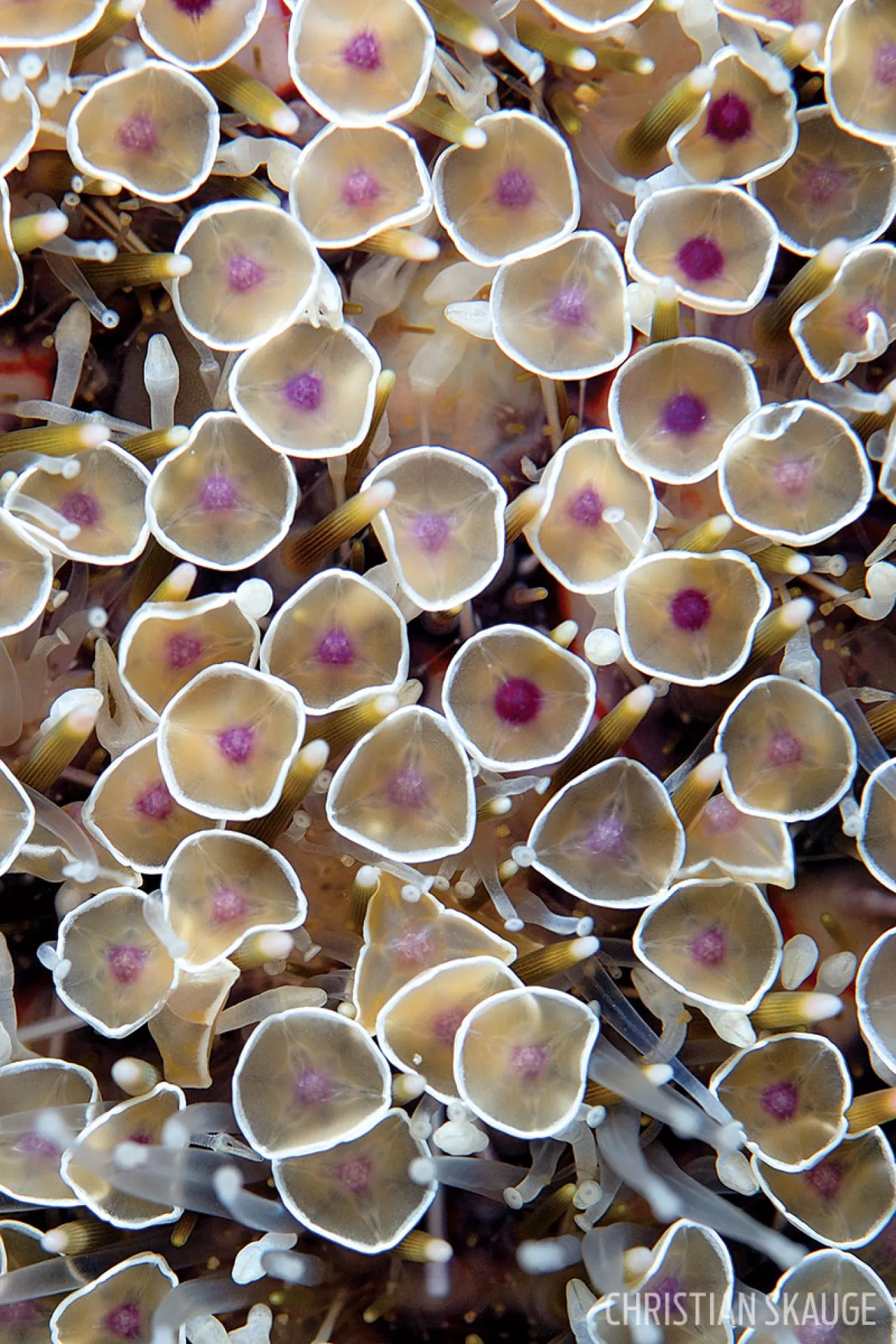 flower urchin 