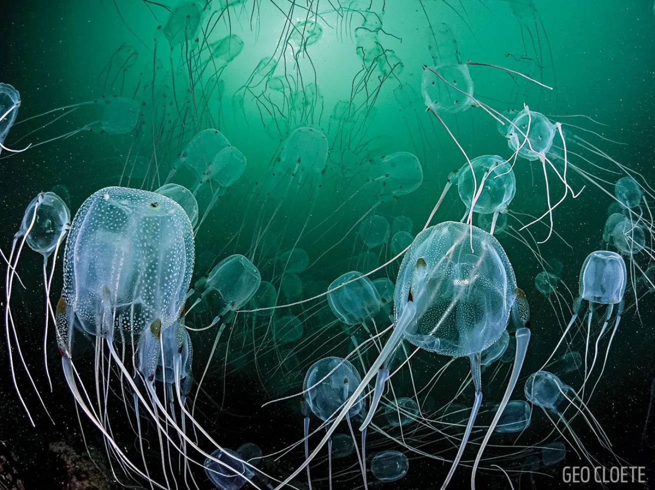 Australian Bx Jellyfish 