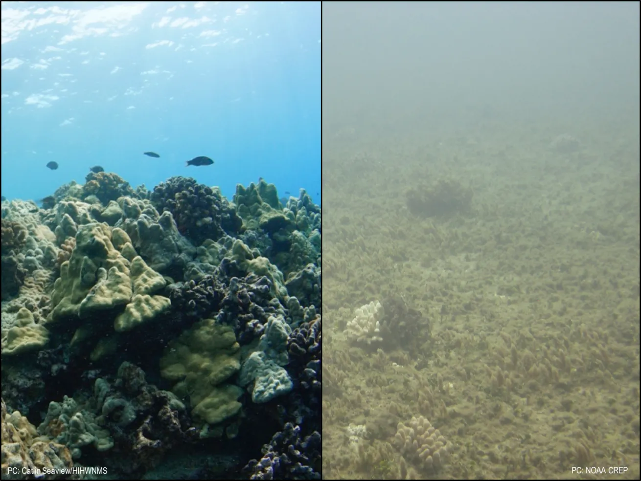 scientific coral study