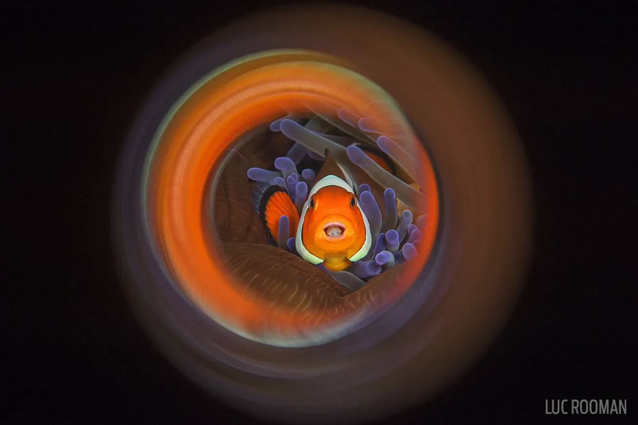 tongue eating louse parasite clownfish