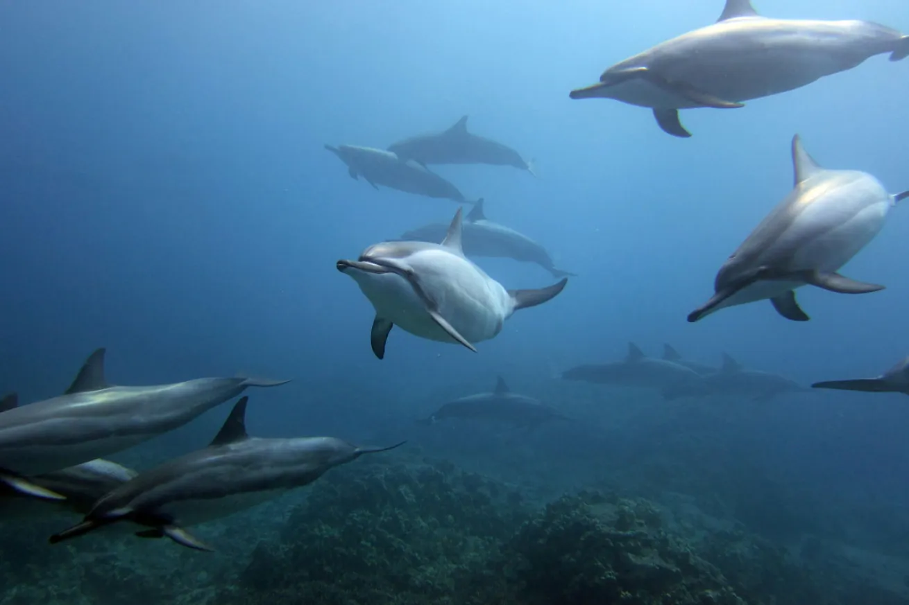 Hawaiian Spinner Dolphins 