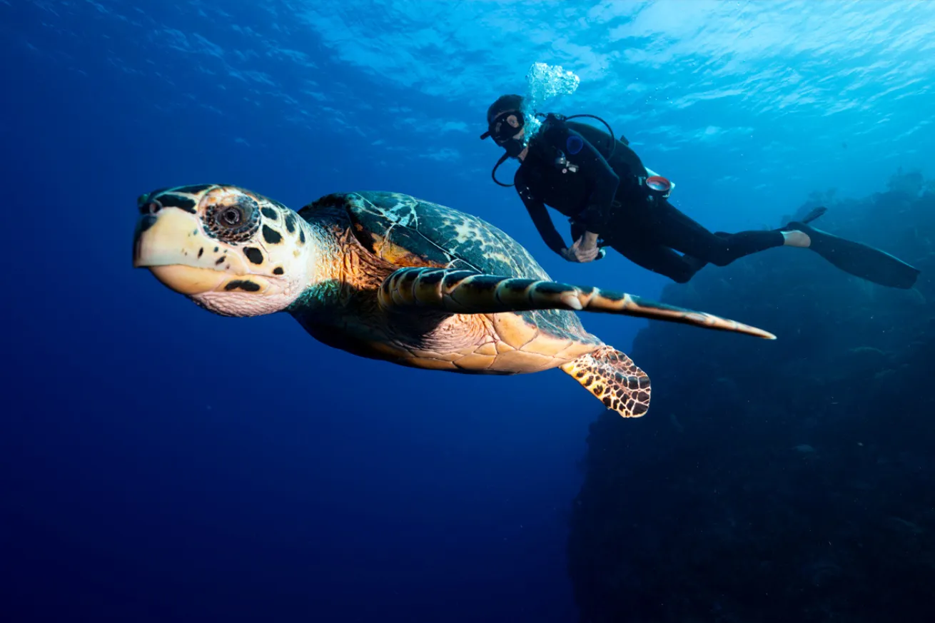 A person in scuba gear swimming with a turtle