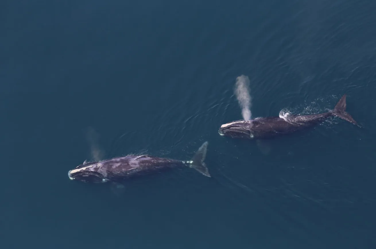 Two right whales blowing