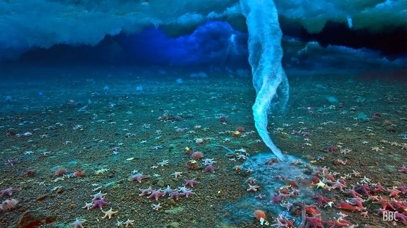 A deadly underwater icicle