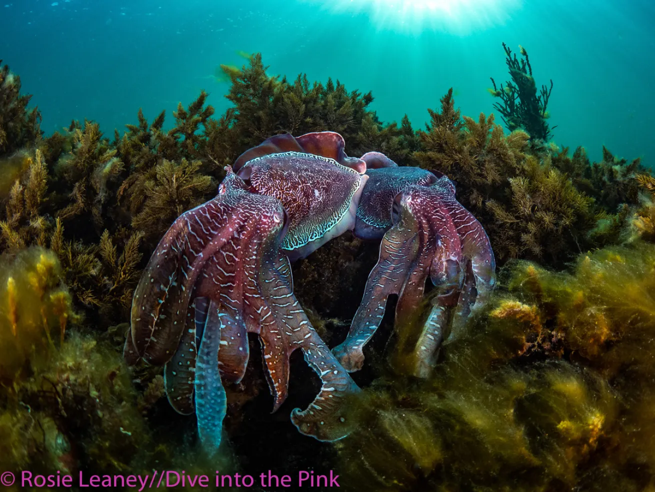Think Pink 2019 Photo Contest