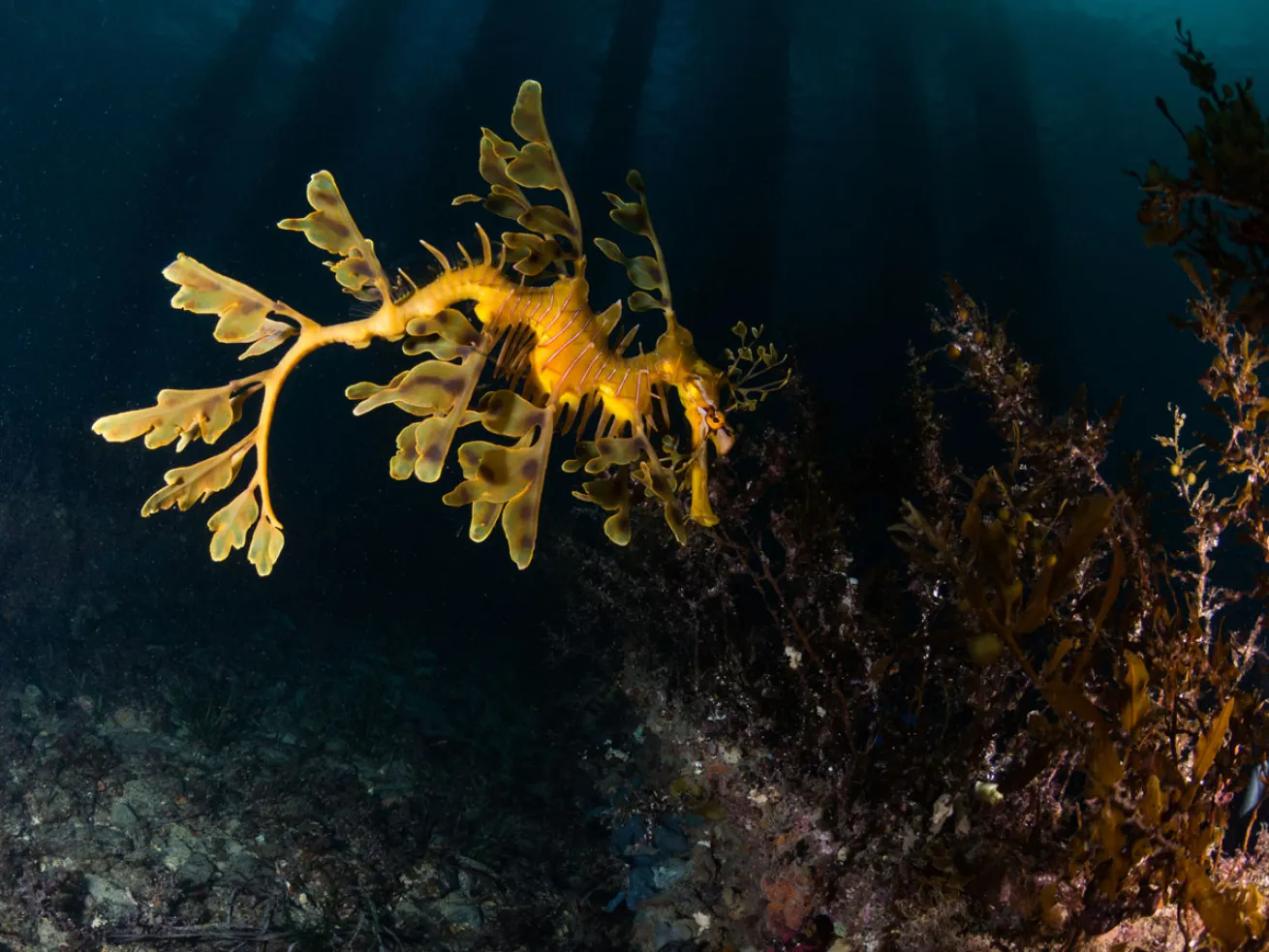 Leafy Sea Dragon Australia