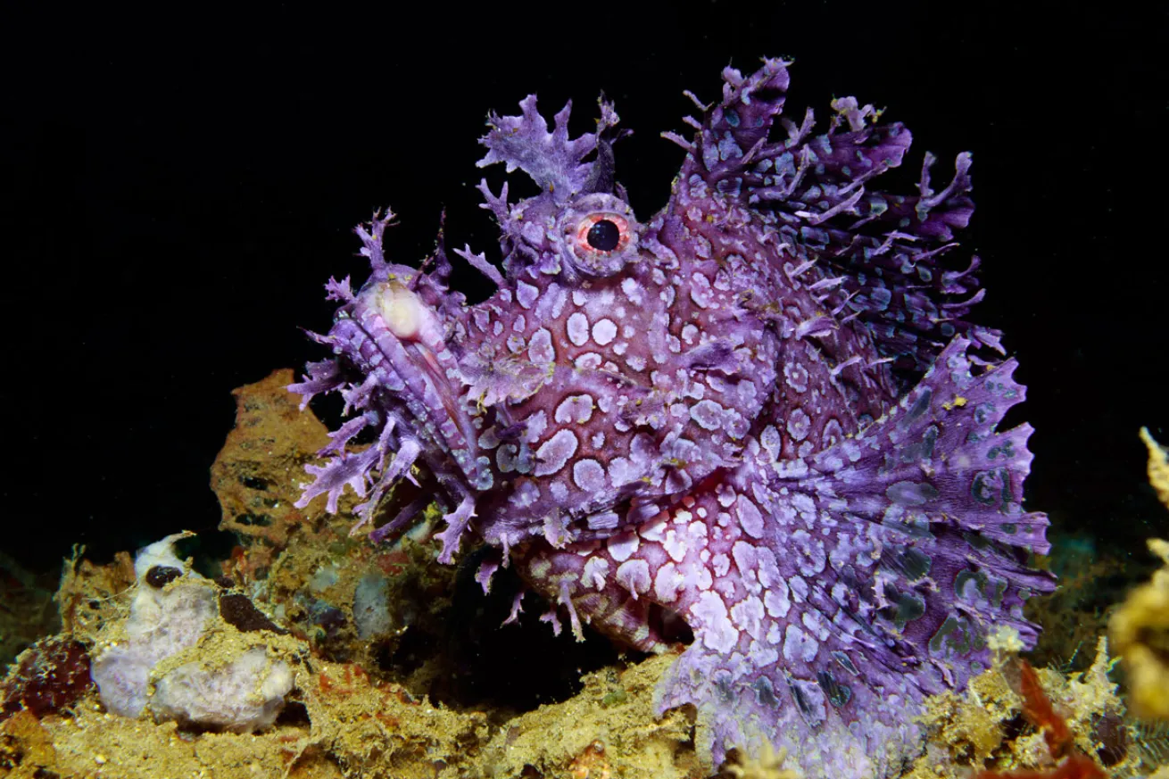 Weedy Scorpionfish 