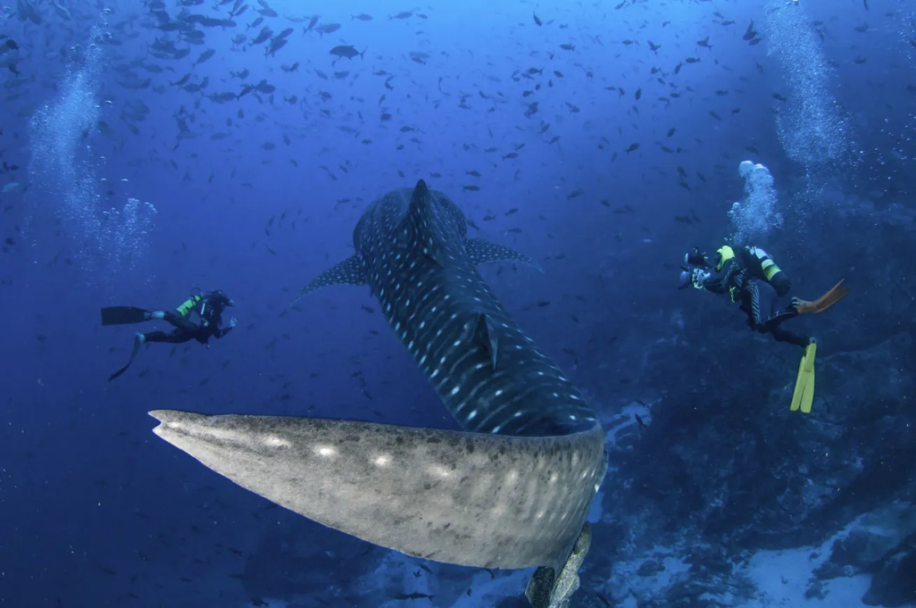 whale shark and scuba divers