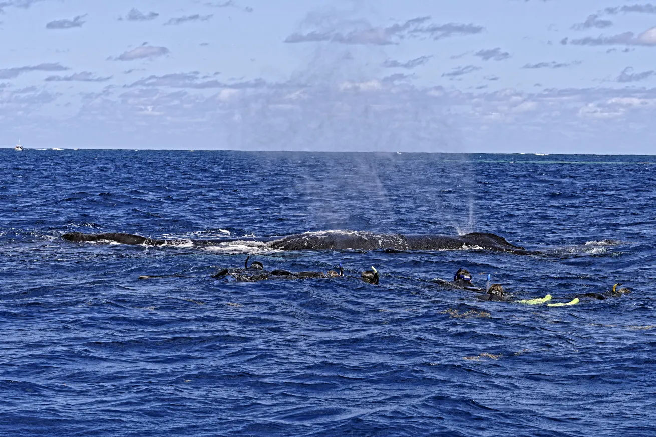 A group of Turks & Caicos Aggressor II guests snorkels with humpbacks at Silver Bank. 