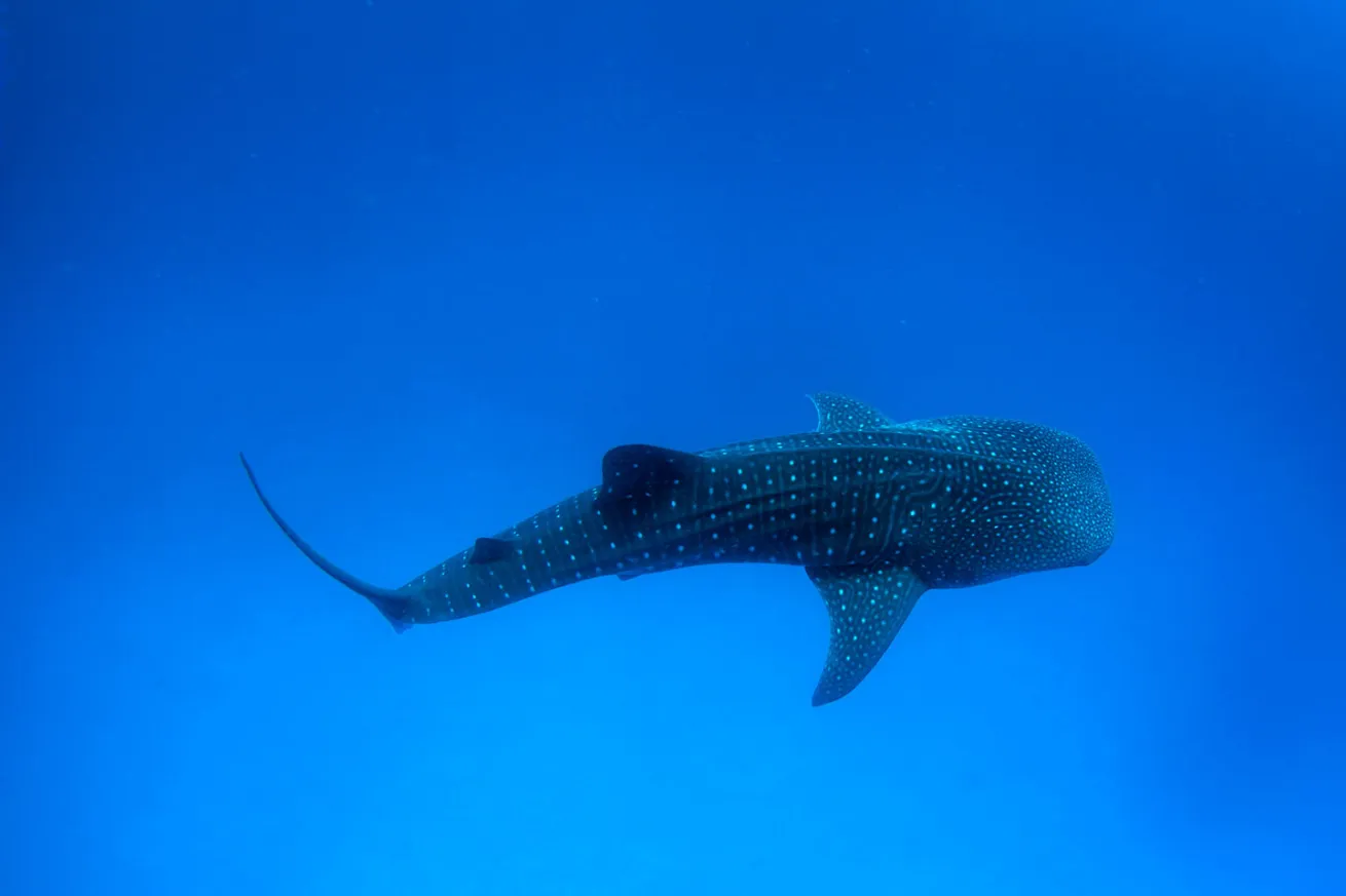 whale shark migration