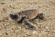 Hatchlingonbeach_creditKenLohmann.jpg.webp