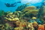 MCTDC_Citizen Science_Header Image.png.webp