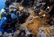 Palau Anemone Fish and Stephen.png.webp