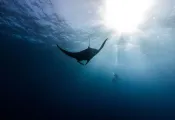 Paterakis_MantaDivers_.jpg.webp