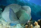 Rich Carey_Parrotfish_shutterstock_.jpg.webp