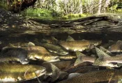 SALMON-FOREST-_edit.jpg.webp