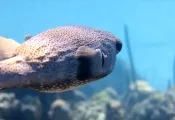 beginner-underwater-videographer.jpg.webp