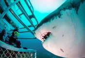 big approach-aaaa   .jpg.webp