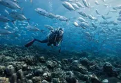 clearing-dive-bc-.jpg.webp