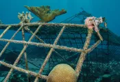 coral-restoration-foundation-curacao-teaser.jpg.webp
