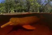 dolphin_amazon_DSC_ C AThomas Peschak nvarley ngs.org _.jpg.webp