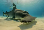 hammerhead-shark-adventure-stuart-cove.jpg.webp