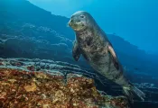 hawaiian-monk-seal.jpg.webp