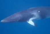 minke-whale-kathryn-curzon-web.jpg.webp
